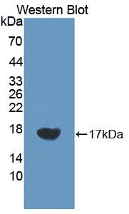 Polyclonal Antibody to Vascular Endothelial Growth Factor C (VEGFC)