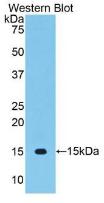 Polyclonal Antibody to Vascular Endothelial Growth Factor C (VEGFC)