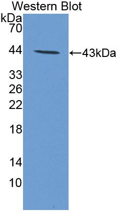 Polyclonal Antibody to Vascular Endothelial Growth Factor C (VEGFC)