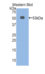 PAA153Ra01.jpg