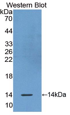 Biotin-Linked Polyclonal Antibody to Olfactomedin 4 (OLFM4)