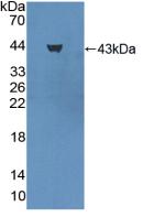 Polyclonal Antibody to Pepsinogen A (PGA)