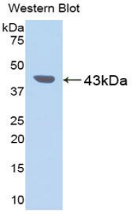 Polyclonal Antibody to Pepsinogen C (PGC)