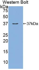 Polyclonal Antibody to Meprin A Alpha (MEP1a)