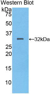 Polyclonal Antibody to Meprin A Alpha (MEP1a)