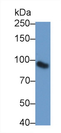 Polyclonal Antibody to Meprin A Beta (MEP1b)