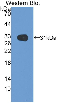 Polyclonal Antibody to Meprin A Beta (MEP1b)