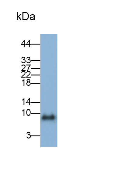 Polyclonal Antibody to Interferon Alpha 4 (IFNa4)