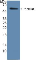 Polyclonal Antibody to Neutrophil Elastase (NE)