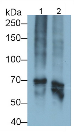 Polyclonal Antibody to Fibrinogen (FG)