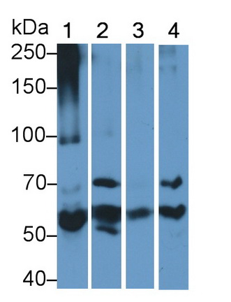 Polyclonal Antibody to Fibrinogen (FG)