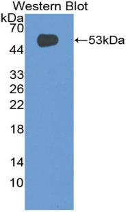 Polyclonal Antibody to Glycoprotein IX, Platelet (GP9)