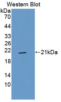 Polyclonal Antibody to Glycoprotein IX, Platelet (GP9)