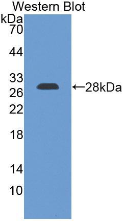 Polyclonal Antibody to Growth Arrest Specific Protein 6 (GAS6)