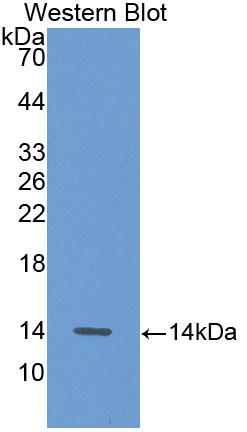 Biotin-Linked Polyclonal Antibody to Alanine Aminotransferase (ALT)