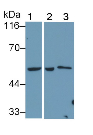 PAA207Mu02.jpg