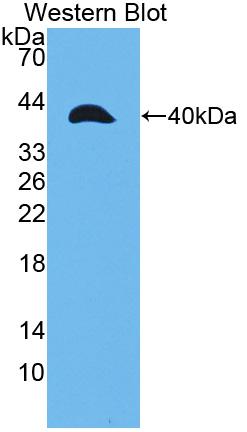 PAA211Ra01.jpg