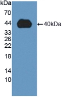 Polyclonal Antibody to Matrix Metalloproteinase 23B (MMP23B)