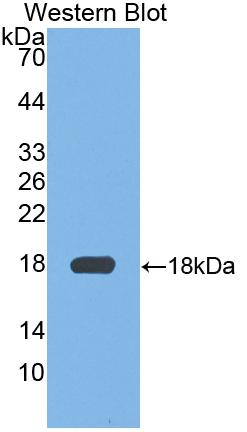 FITC-Linked Polyclonal Antibody to Adrenomedullin (ADM)