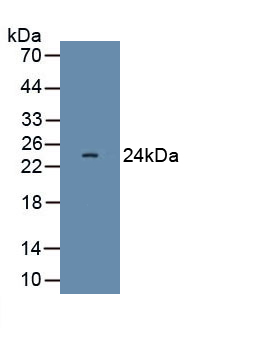 PAA222Ca02.jpg