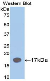 Polyclonal Antibody to Interleukin 1 Receptor Antagonist (IL1RA)