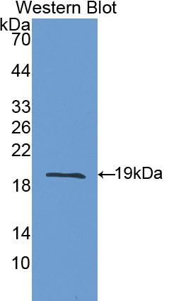 PAA223Po01.jpg