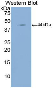 PAA225Mu01.jpg