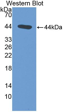 Polyclonal Antibody to Atrial Natriuretic Peptide (ANP)