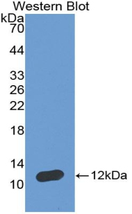 Polyclonal Antibody to Atrial Natriuretic Peptide (ANP)