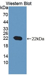 Polyclonal Antibody to Cyclophilin B (CYPB)