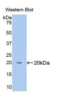 PAA227Hu01.jpg