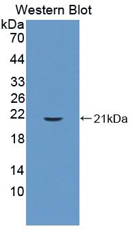 Polyclonal Antibody to Cyclophilin B (CYPB)