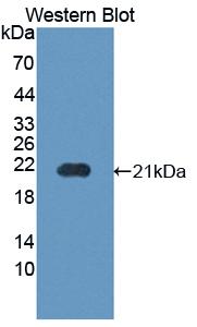 Polyclonal Antibody to Cyclophilin B (CYPB)