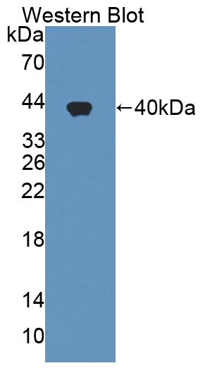 Polyclonal Antibody to Urocortin (UCN)