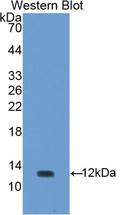 Polyclonal Antibody to Urocortin (UCN)