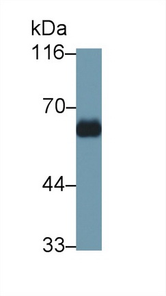 Polyclonal Antibody to Immunoglobulin G4 (IgG4)