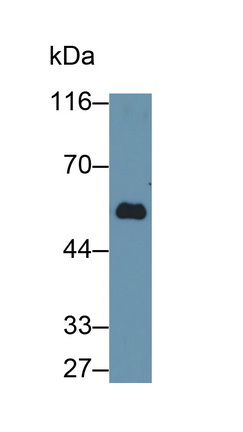 PAA234Hu02.jpg