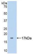 Polyclonal Antibody to Complement 1 Inhibitor (C1INH)