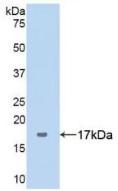 Polyclonal Antibody to Complement 1 Inhibitor (C1INH)