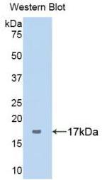 PAA235Hu71.jpg