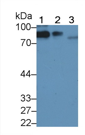 Polyclonal Antibody to Complement 1 Inhibitor (C1INH)