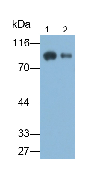 PAA235Mu05.jpg