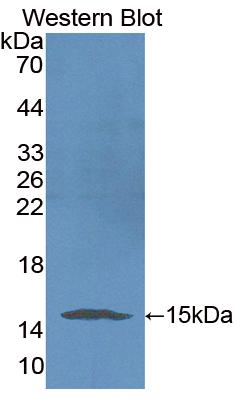 PAA235Mu71.jpg