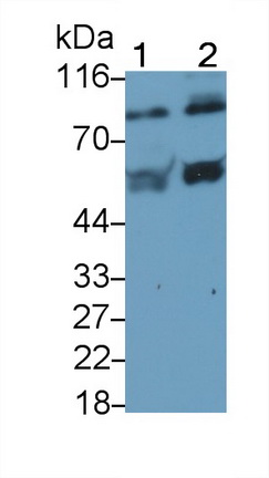 Polyclonal Antibody to Complement 1 Inhibitor (C1INH)