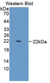 Biotin-Linked Polyclonal Antibody to Complement 1 Inhibitor (C1INH)