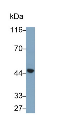 Polyclonal Antibody to Nesfatin 1 (NES1)