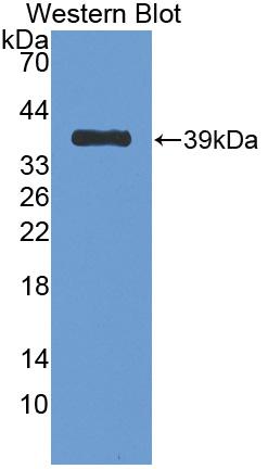 Polyclonal Antibody to Nesfatin 1 (NES1)