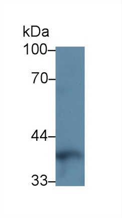 Polyclonal Antibody to Paraoxonase 1 (PON1)