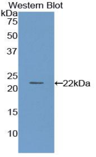 Polyclonal Antibody to Paraoxonase 1 (PON1)