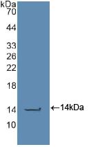 Polyclonal Antibody to Caspase 2 (CASP2)